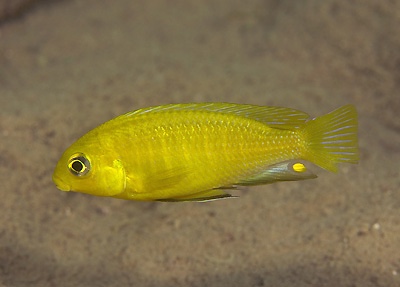 Tropheops sp. 'macrophthalmus gallireya' Gallireya Reef